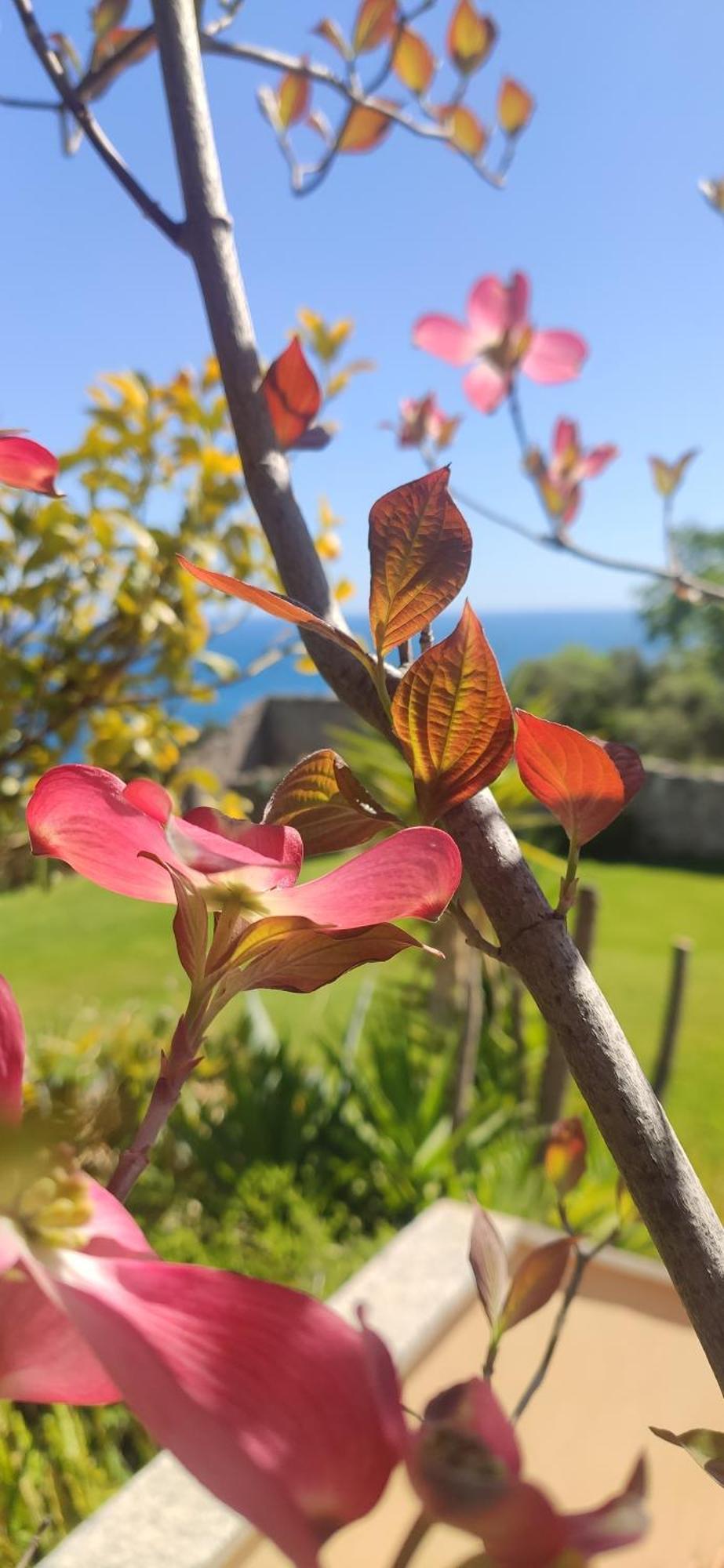 Il Giardino Sull'Isola - Appartamento - Bergeggi Esterno foto