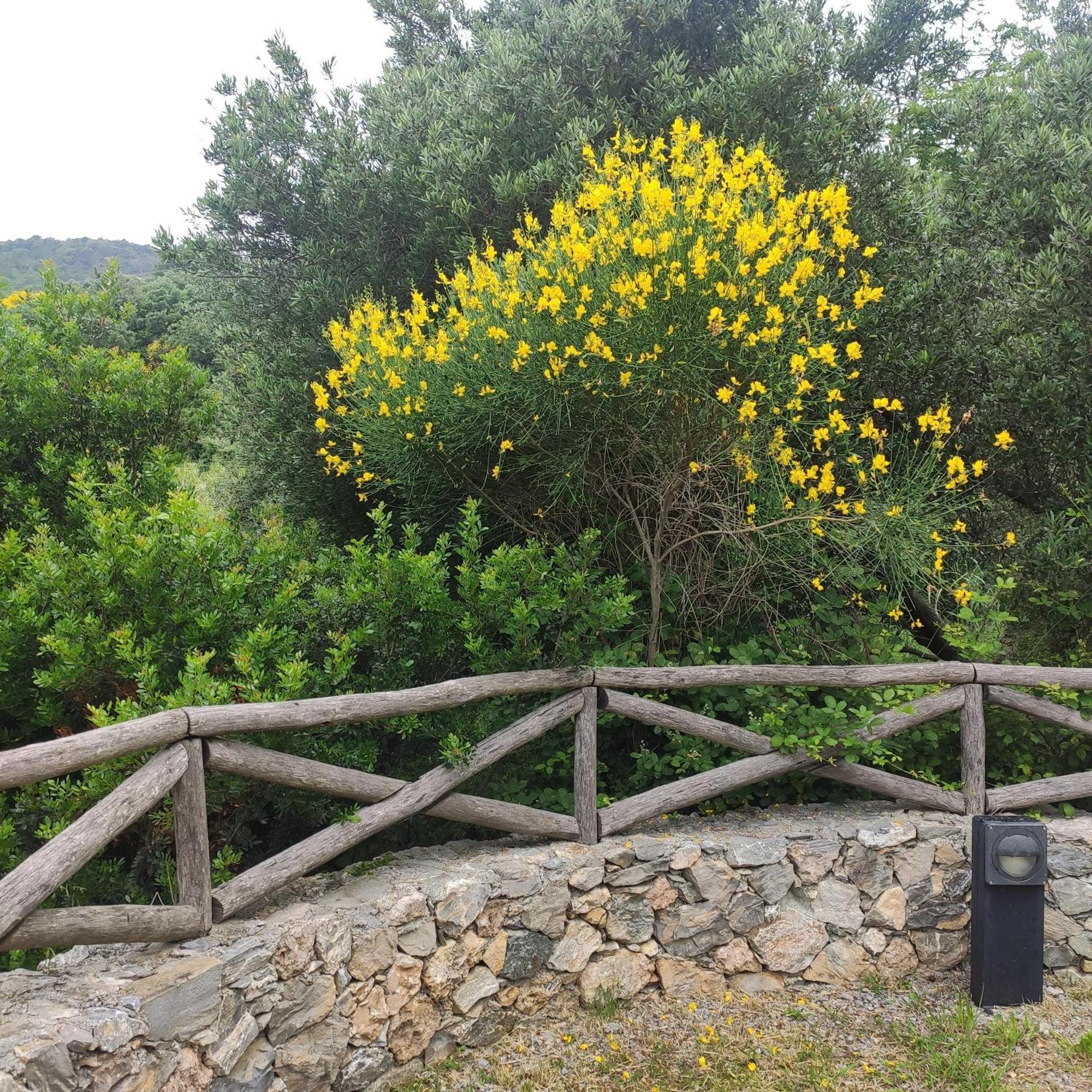 Il Giardino Sull'Isola - Appartamento - Bergeggi Esterno foto
